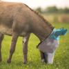 Harrison Howard Mule Donkey Fly Mask Full Face Protection with Nose Cover(Mint)