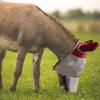 Harrison Howard Mule Donkey Fly Mask Full Face Protection with Nose Cover(Red)