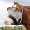 Harrison Howard Cattle Livestock Fly Mask Breathable Mesh Padded Edging with Fun Patterns Large Spacing Forelock Opening Design Adjustable Fit for Cattle Black(Light Grey)