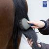 Harrison Howard Horse Mane and Tail Brush – Professional Grooming Brush, Equestrian Detangler, Non-Slip, Purple(Deep Blue)
