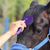 Harrison Howard Horse Mane and Tail Brush – Professional Grooming Brush, Equestrian Detangler, Non-Slip, Purple(Purple)