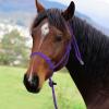 Harrison Howard 4 Knots Rope Halter with Lead(Purple)