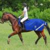 Harrison Howard Climax Horse Fly Rug Soft Mesh Air Permeability Fly Exercise Sheet Fly Protection for Horse-Champion Blue