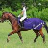Harrison Howard Climax Horse Fly Rug Soft Mesh Air Permeability Fly Exercise Sheet Fly Protection for Horse-Regal Purple