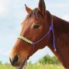 Harrison Howard Rope Halters for Horses Super Sturdy Horse Rope Training Hollow out style with 4 Knot 1/4″ Stiff Halter Cord Standard Purple(purple)
