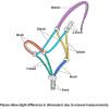 Harrison Howard Rope Halters for Horses Super Sturdy Horse Rope Training Hollow Out Style with 4 Knot 1/4″ Stiff Halter Cord Standard(purple)