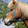 Harrison Howard Rope Halter Headstall for Horses no Noseband