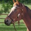 Harrison Howard Bitless Bridle Side Pull Hackamore Attachment Horse Tack Nosepiece
