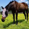 Harrison Howard Super Comfort Stretchy Fly Mask Large Eye Space with UV Protection Soft on Skin with Breathability Star Medium(Dream Star)