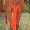 Harrison Howard Stretchy Tail Bag Breathable Horse Tail Guard Slip on Design Protect Horse Tail 2 Strand Closure Straps Keep Tail Clean & Protected 22″ L Length Makes Grooming Easy-Burgundy(Orange)