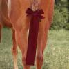 Harrison Howard Stretchy Tail Bag Breathable Horse Tail Guard Slip on Design Protect Horse Tail 2 Strand Closure Straps Keep Tail Clean & Protected 22″ L Length Makes Grooming Easy-Burgundy(Burgundy)