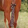 Harrison Howard Stretchy Tail Bag Breathable Horse Tail Guard Slip on Design Protect Horse Tail 2 Strand Closure Straps Keep Tail Clean & Protected 22″ L Length Makes Grooming Easy-Burgundy(Leopard Print)